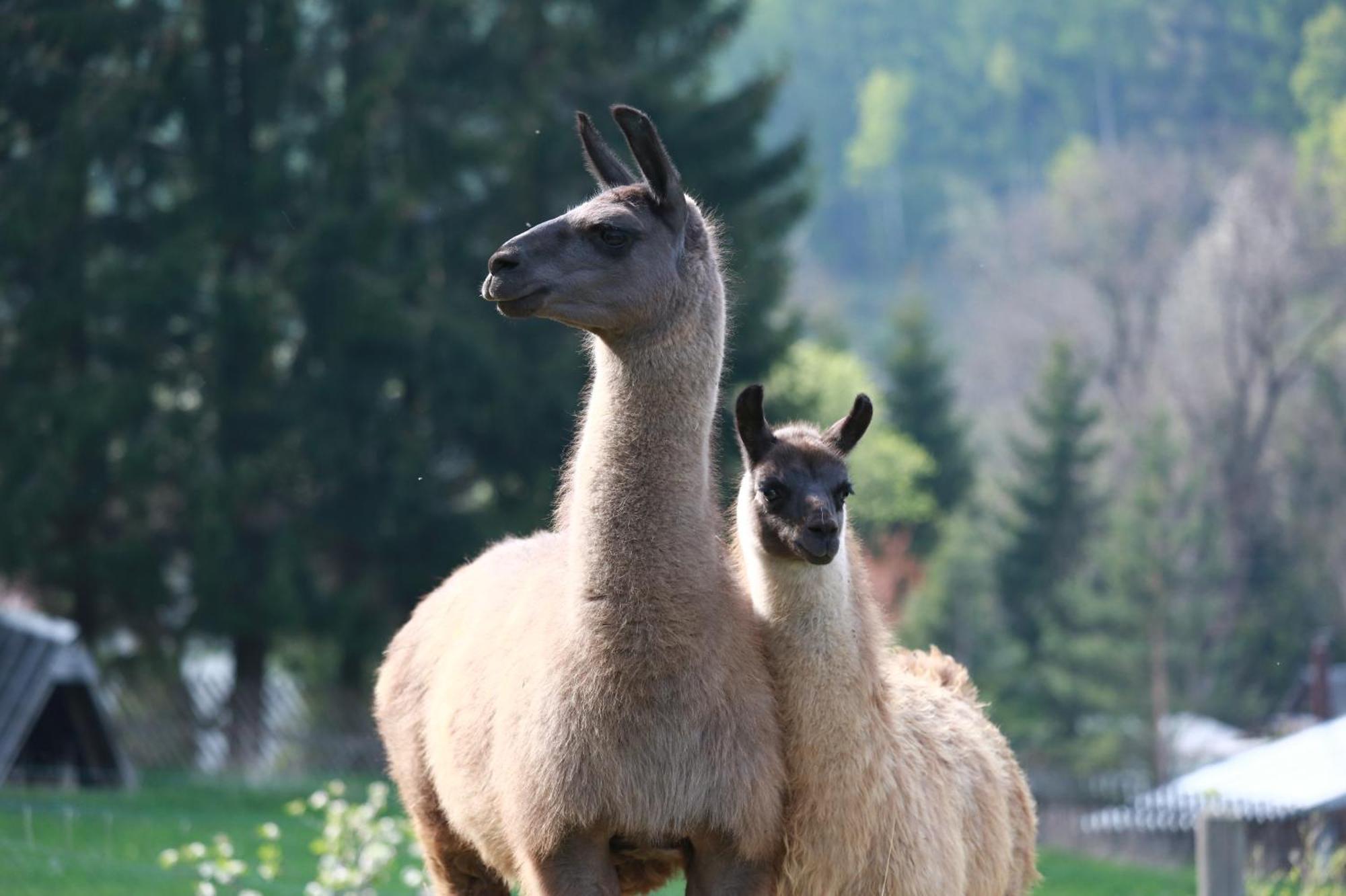 Faunapark Lipova-Lazne Bagian luar foto